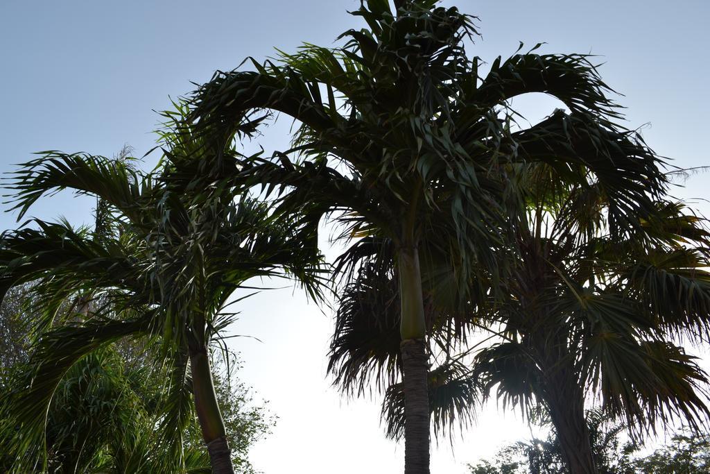 Palm Trees Apartments Willemstad Eksteriør bilde
