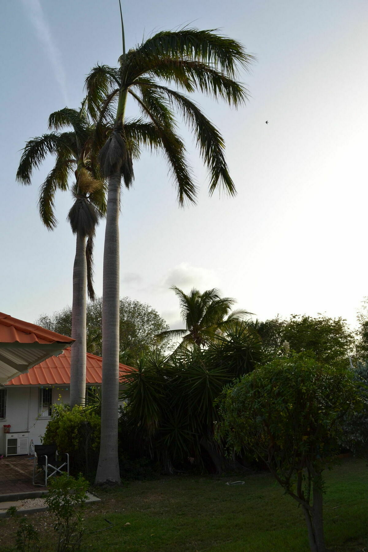 Palm Trees Apartments Willemstad Eksteriør bilde